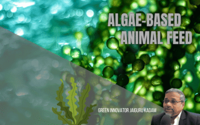 Algae-Based Animal Feed: A Sustainable Path for the Future of Animal Agriculture